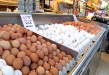 Concentrazione regionale nella produzione mondiale di uova Una panoramica a livello di continente