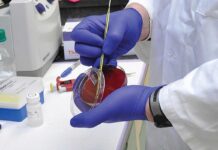 Passi fondamentali per creare un ambiente sfavorevole alla Salmonella