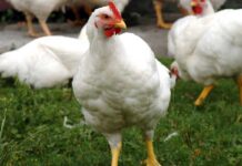 Valutazione fenotipica dell’antibiotico-resistenza in ceppi di E. coli