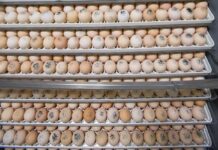 Il corticosterone in ovo altera la composizione corporea del pollo a 15 giorni di età