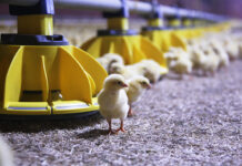 Chris Grammens nuovo Global Innovations Manager di Roxell