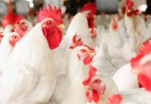 Digeribilità ileale dei nutrienti e utilizzazione dell’energia in vari tipi di avicoli