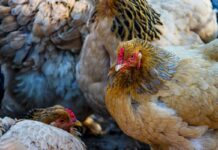L’avicoltura italiana va incontro alle richieste dei consumatori