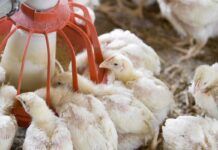 Il corticosterone in ovo altera la composizione corporea del pollo a 15 giorni di età