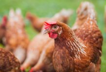 Selezionare per migliorare la vivibilità