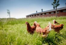 Progressi nel passaggio ai sistemi alternativi e cage-free per ovaiole