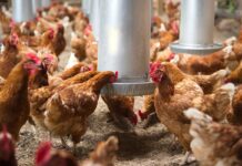 La idrossiseleniometionina può migliorare le rese delle galline nelle fasi finali della produzione