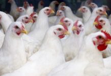 Esperienze di campo sull’uso dei probiotici in diete per polli e tacchini