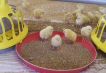 I 5 passi fondamentali per garantire una buona pulcinaia