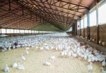 Come gestire i tacchini nelle zone a clima caldo