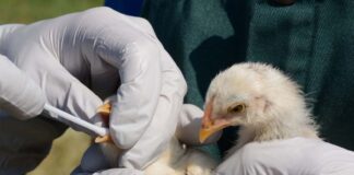 Influenza aviaria: parte dal Veneto il piano vaccinale nazionale per tacchini e ovaiole