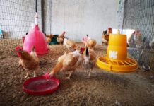 Dalle larve di mosca mangimi sostenibili e innovativi per i polli biologici