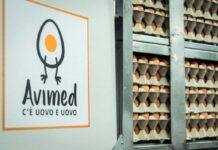 Avimed, uova antibiotic-free per la salute e l’ambiente