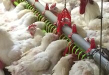 AGRIVOL sceglie Breedaza