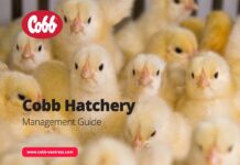 Cobb pubblica la nuova Guida per la gestione dell’incubatoio
