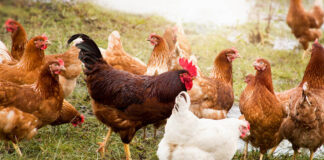 Influenza Aviaria: un sostegno dell’UE all’agricoltura italiana