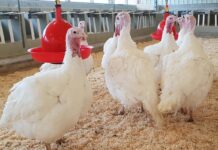 Un approccio mirato per ottenere una buona qualità della lettiera