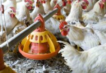 La mutevole attività dell’anidrasi carbonica da enzima respira-torio a enzima digestivo