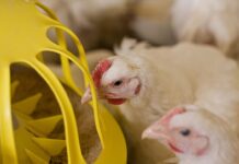 Profilo aminoacidico ideale e disturbi del tratto digerente nei polli