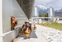 Supporti in plastica, un valido aiuto nel controllo delle contaminazioni nella filiera avicola?