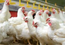 Lactobacillus acidophilus D2/CSL: 35 anni di ricerca italiana (1985-2020)