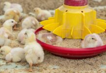 Un nuovo ceppo probiotico combina i benefici dei lattobacilli e degli sporigeni in un’unica soluzione