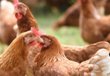 La salute intestinale nelle pollastre e nelle galline ovaiole