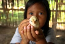 Il mondo dimenticato: l’industria delle uova nei Paesi meno svi-luppati