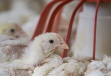 Sostenibilità, tendenze di mercato e nutrizione degli avicoli