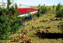 Strategie di prevenzione sanitaria in allevamento