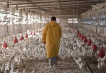 Covid, la Fao conferma: i polli non sono sensibili al virus