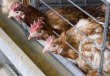 L’industria alimentare europea chiede lo stop alle galline in gabbia