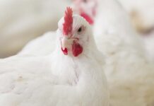 IZSVe: network analysis per spiegare le dinamiche dell’Influenza Aviaria