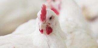 Strategie efficaci per il controllo della coccidiosi nei polli da carne