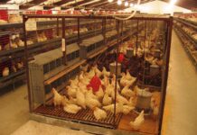 Cause di mortalità in galline non debeccate in diversi tipi di allevamento