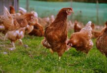 Webinar: Allevamento biologico della gallina ovaiola e utilizzo del parchetto esterno