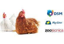 Webinar: “Benessere, genetica e alimentazione della gallina ovaiola”