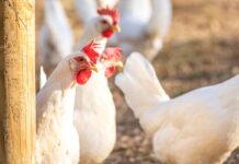 Approcci nutrizionali per mantenere la persistenza di deposizione delle uova nei sistemi alternativi