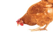 L’assunzione di mangime nei sistemi alternativi