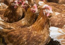 Quando l’intestino si ribella: la sfida dell’infiammazione cronica nelle galline ovaiole