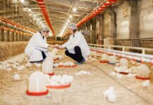 L’importanza della raccolta e della gestione dei dati per un’avicoltura di pieno valore
