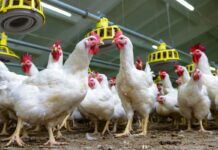 Uniformità dei gruppi e dimensioni dei campioni necessari per stabilire il peso giusto nell’allevamento di polli a sesso misto