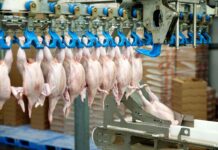 Avicoltura UE: produzione in crescita e importazioni record nel 2025