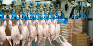 Avicoltura UE: produzione in crescita e importazioni record nel 2025