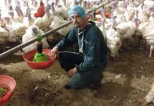 Paolo Pandolfi, Aza International, intervista Jérémy Fillon, allevatore di tacchini in Bretagna, Francia