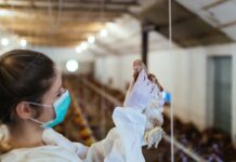 La soluzione definitiva contro l’acaro rosso del pollo