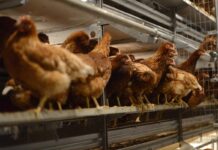 Officine Facco e Università di Padova insieme per il welfare delle galline ovaiole