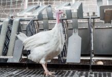 ConverterNOVO, la nuova linea di tacchini pesanti di Hendrix Genetics