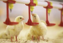 L’acqua, nutriente essenziale in avicoltura