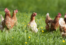 Benessere, genetica e alimentazione della gallina ovaiola